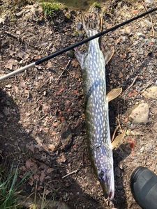 Northern Pike