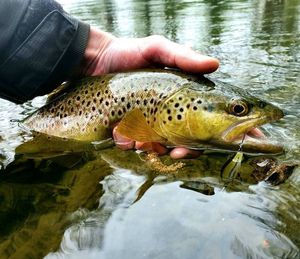 Brown Trout