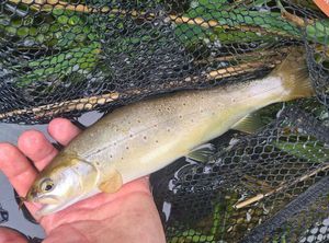 Brown Trout