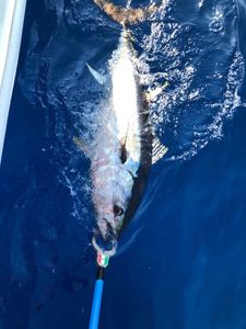 Bluefin Tuna