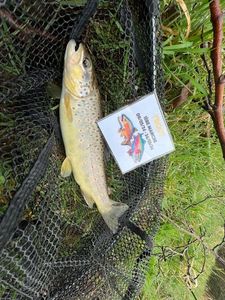 Brown Trout