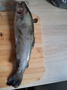 Rainbow Trout