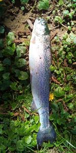 Rainbow Trout
