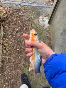 Koï Fish