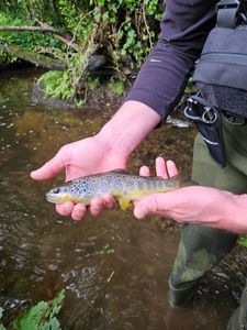 Brown Trout