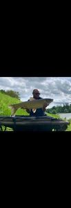 Grass Carp
