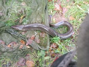 European Eel (Common Eel)