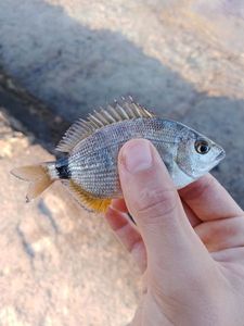 White Seabream