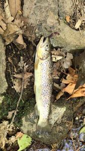 Brown Trout