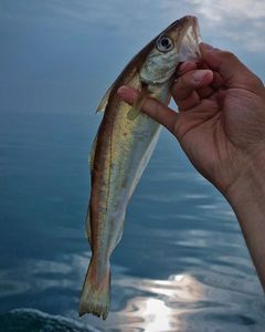 Whiting