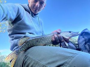 Northern Pike