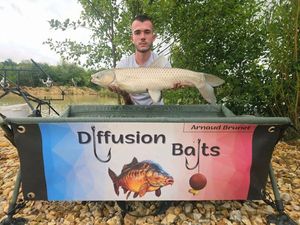 Grass Carp