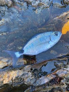 Saddled Seabream