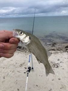 European Bass (Seabass)