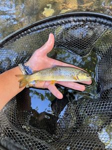Brown Trout