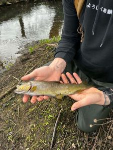 Brown Trout
