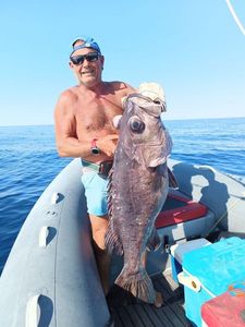 Wreckfish