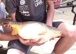 Mirror Carp