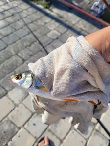 Roach