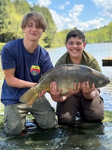 Mirror Carp