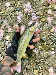 Brown Trout