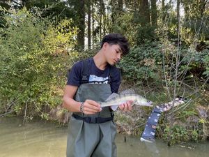 Zander