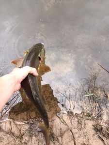Barbel