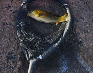 Ballan Wrasse