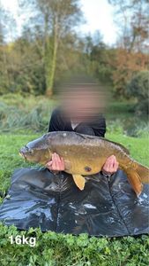 Mirror Carp