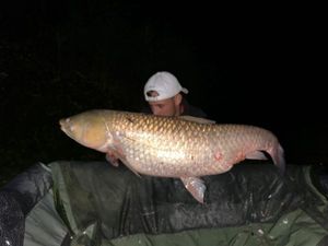 Grass Carp