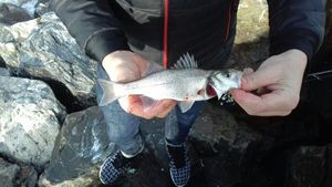 European Bass (Seabass)