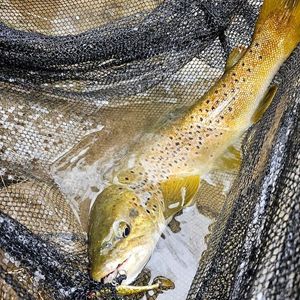 Brown Trout
