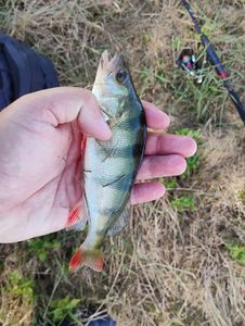 European Perch