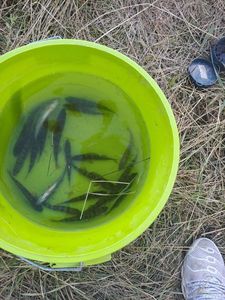 European Perch