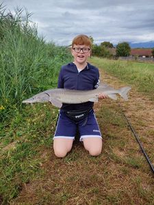 Sturgeon