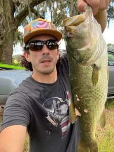 Largemouth Bass