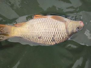 Common Carp