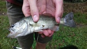 Largemouth Bass