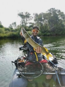 Northern Pike