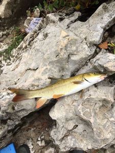 Barbel