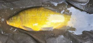 Tench
