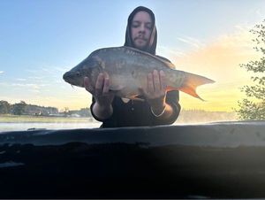 Mirror Carp
