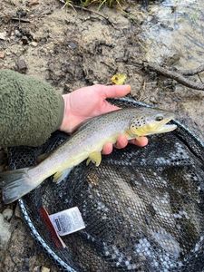 Brown Trout
