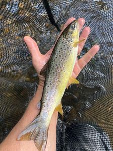 Brown Trout