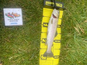 Rainbow Trout