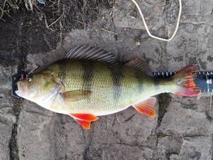 European Perch