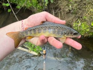 Brown Trout