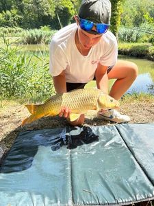Common Carp