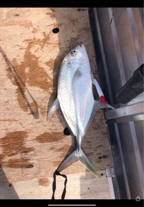 Giant Trevally (GT)