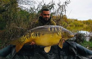 Common Carp